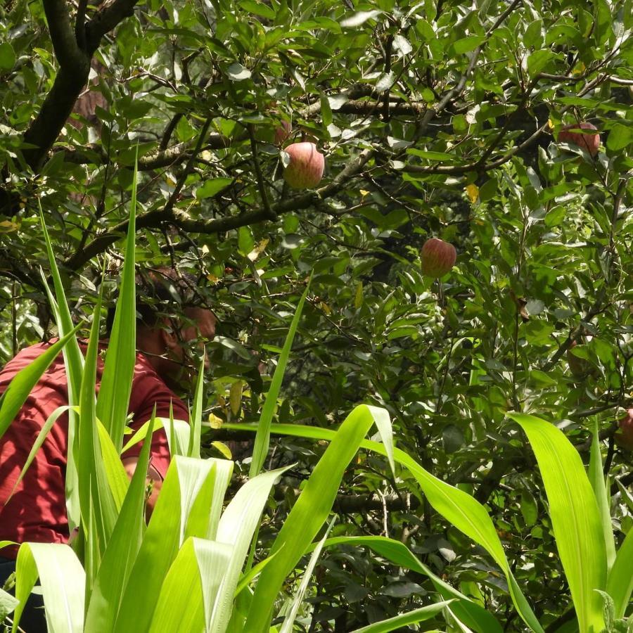 Отель The Royal Orchard Касоль Экстерьер фото